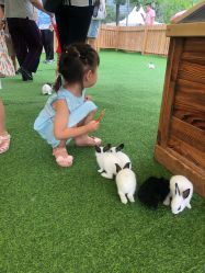 -萌宠亲子动物乐园(槐房万达店)