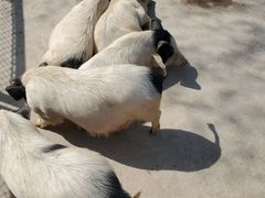 -石家庄市动物园