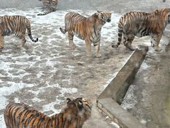 -大连森林动物园