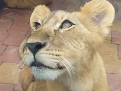 -大连森林动物园