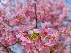 -天适樱花悠乐园