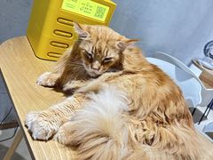 -藏猫猫咖啡主题馆(中央大道店)