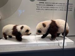 -四川大学博物馆