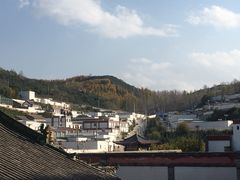 -塔尔寺-菩提树