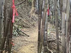 -黄埔油麻山森林公园