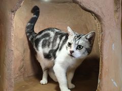 -猫猫幼稚园·撸猫·桌游·电玩