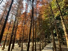 -广州市帽峰山景区