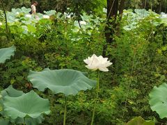 -洛阳市隋唐城遗址植物园