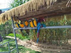 -西霞口神雕山野生动物世界