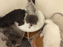 -有喵·猫咖·狗咖·30几只猫10只小狗(岗厦店)