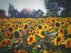 -长白岛森林公园