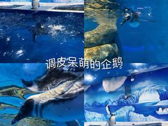 -重庆欢乐海底世界