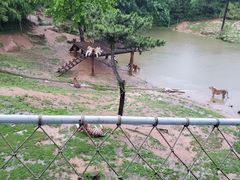 -西霞口神雕山野生动物世界