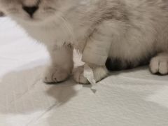 -艾贝尔宠物医院·24H转诊中心·肿瘤猫专科(江宁双龙店)