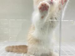 -lincat·猫舍(广州店)