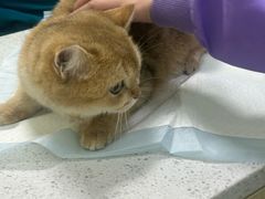 -天宠宠物医院24小时·急重症诊疗中心·全科·腔镜特色(和平分院)