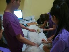 -瑞鹏宠物医院·爱宠堂·骨外专科(西荷分院)