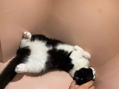 -猫儿山۰猫主题餐厅