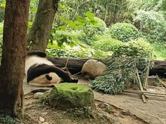 -都江堰中华大熊猫苑
