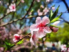 -金鸡湖桃花岛
