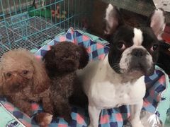 -多卡布奇宠物生活馆(上林世家店)