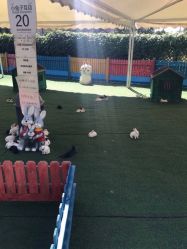 -萌宠亲子动物乐园(槐房万达店)