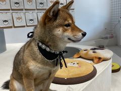 -柴务处·柴犬主题狗咖