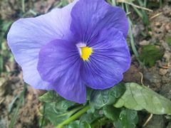 -三圣花乡旅游区