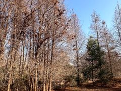 -溱湖国家湿地公园