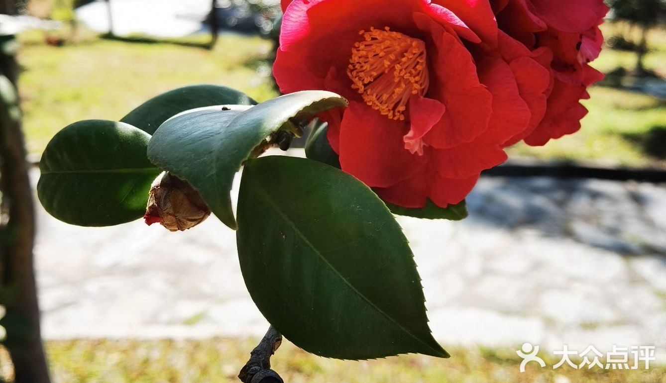 御花園位置就在正門入口右手邊