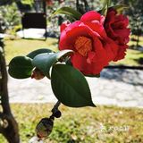 御花園位置就在正門入口右手邊