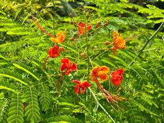 -深圳国际园林花卉博览园