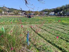 -红山村