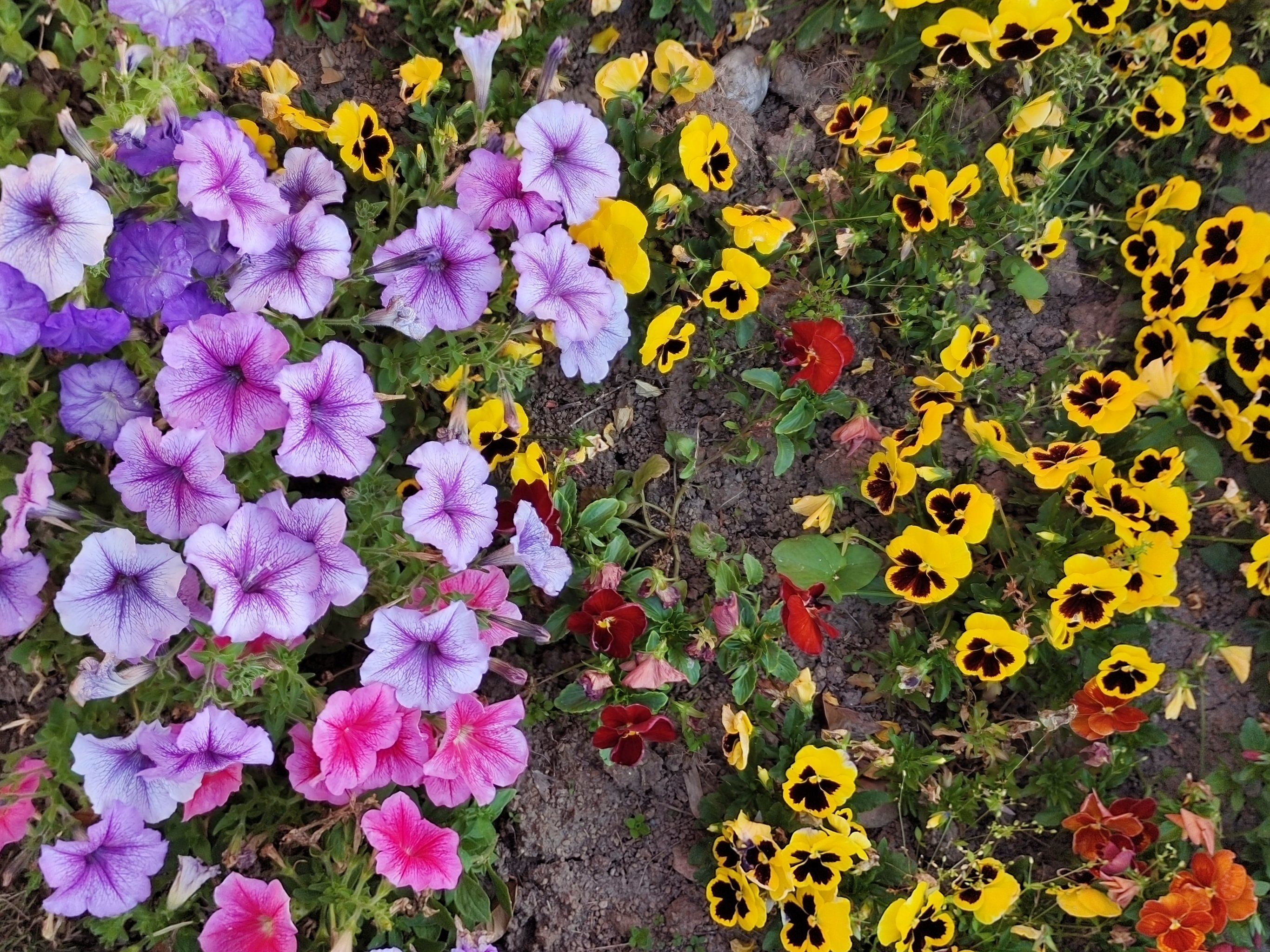 花花世界迷人眼