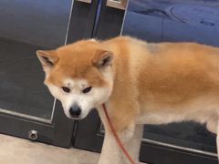 -艾贝尔宠物医院·狂犬免疫点(江山金象城店)