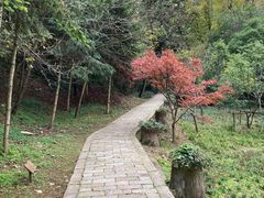 -上海佘山国家森林公园天马山园