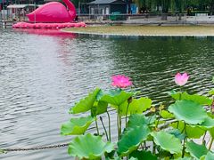 -莲花池公园