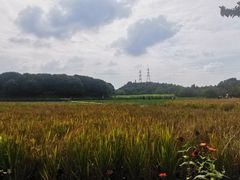 -八卦田遗址公园