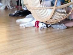 -Husky Go! 哈士奇体验馆·宠物咖啡厅狗咖