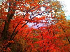 -天女山森林公园