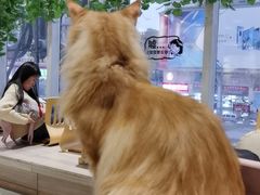 -藏猫猫咖啡主题馆(中央大道店)