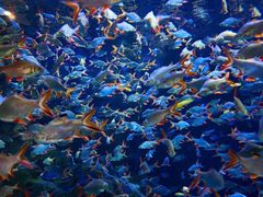-成都浩海立方海洋公园