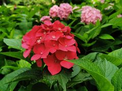 -上海共青森林公园