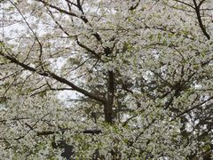 -西湖外事游船(花港观鱼码头)