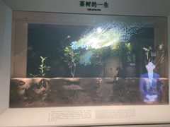 -中国茶叶博物馆(双峰馆区)