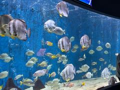 -合肥海洋世界