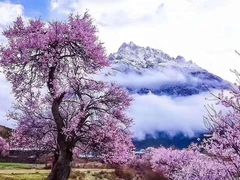 -哈尼爱宠·宠物生活会馆