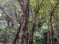 -华南国家植物园-售票处