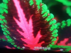 -远洋未来汇