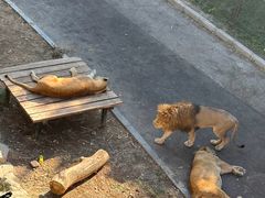 -大连森林动物园